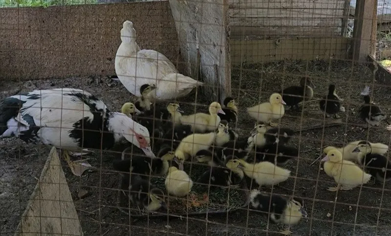 Продам индоуток с выводком. Домашние,