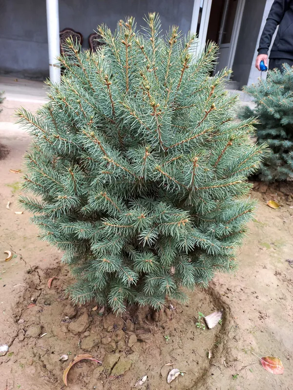Серо белый ель продаются — фото 2