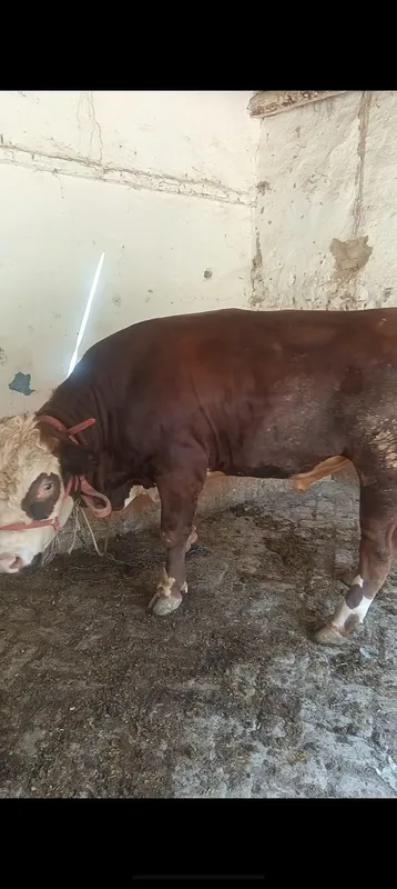 Buqa sotiladi yeb ichishlari zur 6 Buqa sotiladi yeb ichishlari zur 6