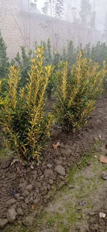 Lanshaft qilish ximati barcha koʼchatlar bor orzon. narhda va sifatlli — фото 4