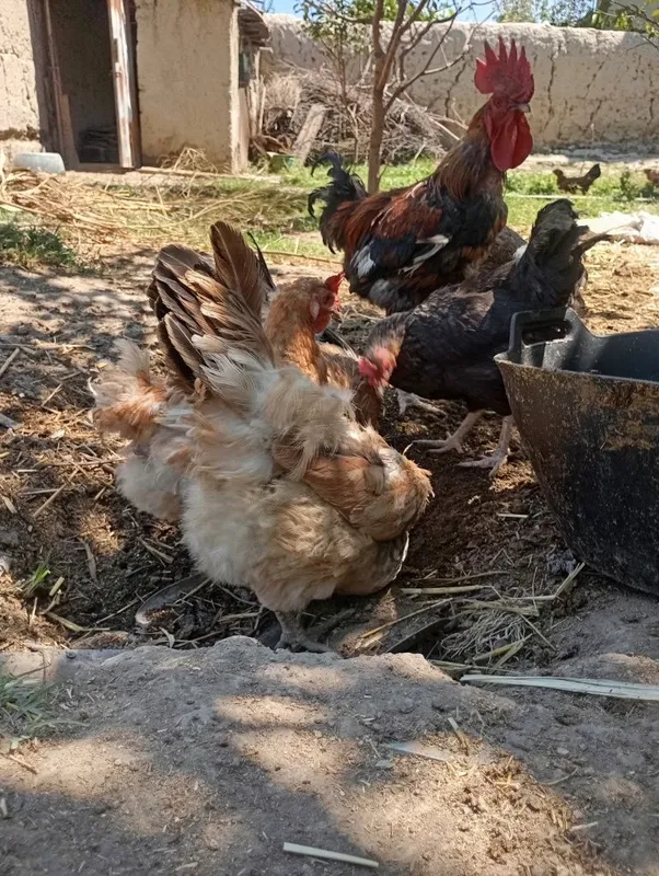 Sifatli xonaki va damashniy tovuq va xo'rozlar 7 Sifatli xonaki va damashniy tovuq va xo'rozlar 7