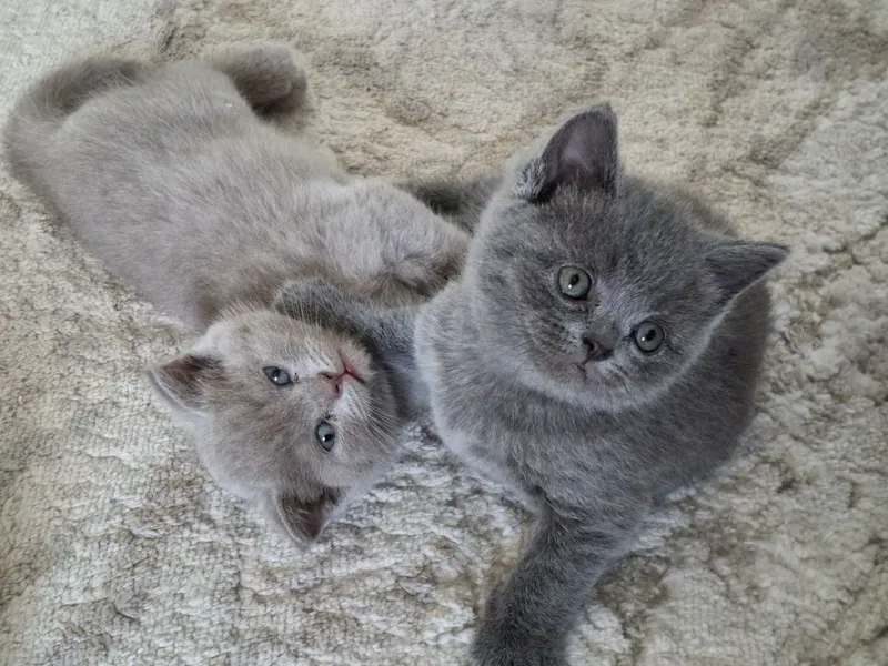 Продаются породистые котята.