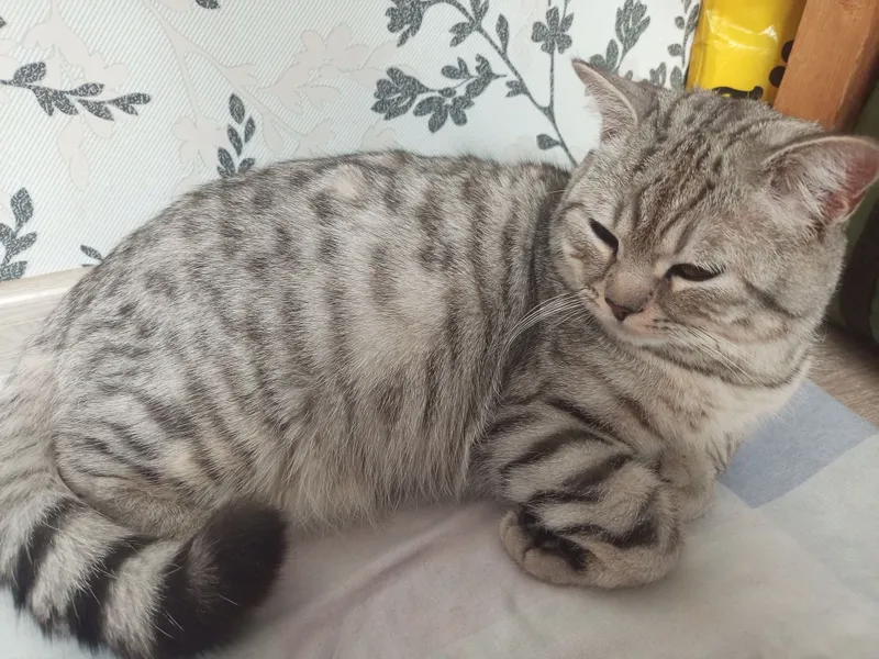 Вязка Кота, Скоттиш страйт — фото 2