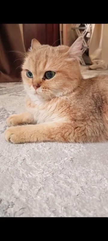 1.5 yosh bitta tuğgan 1.5 yosh bitta tuğgan