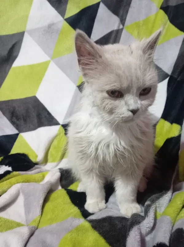Кошка породистая — фото 3