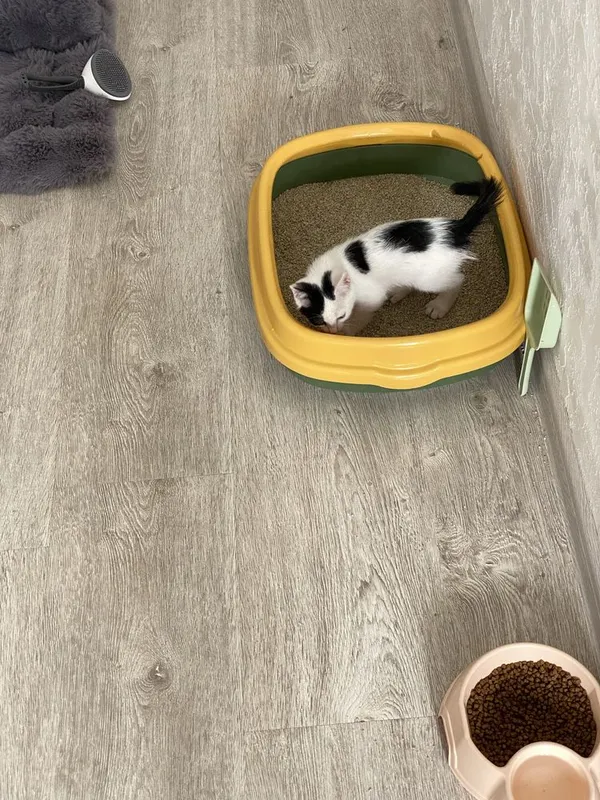 Котик, Mushuk bolasi ( hamma narsasi bilan ) 4 Котик, Mushuk bolasi ( hamma narsasi bilan ) 4