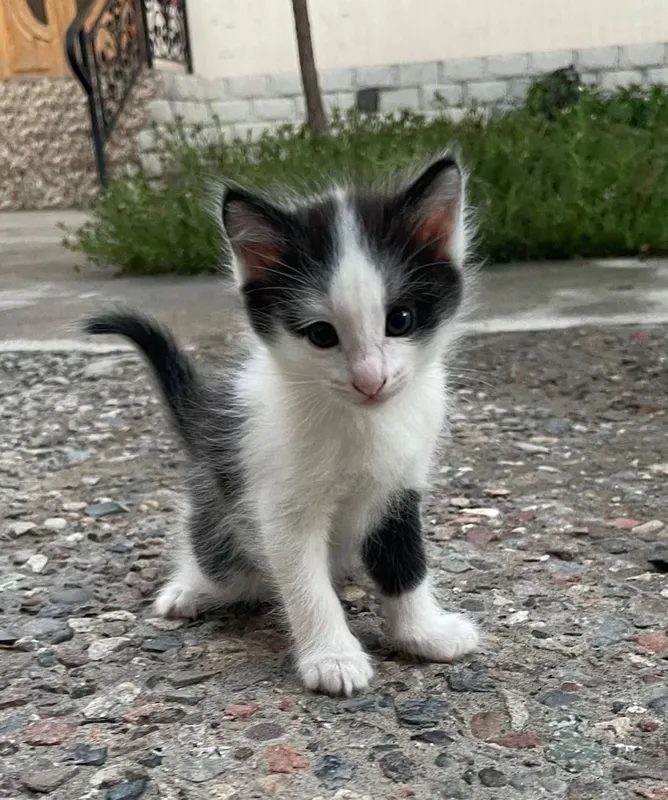 Котята в хорошие руки — фото 1