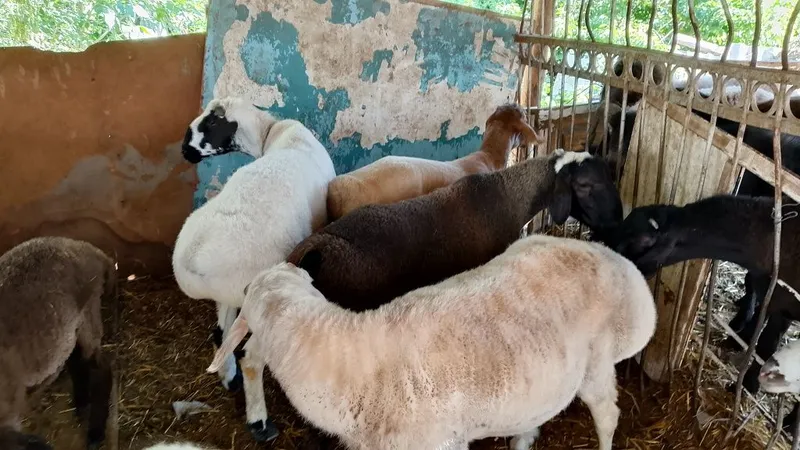 Tagal barralar katta kichik harxel — фото 2