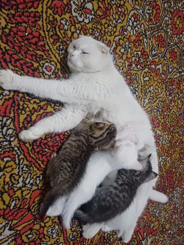 Mushuklar (Scottish Fold) — фото 1