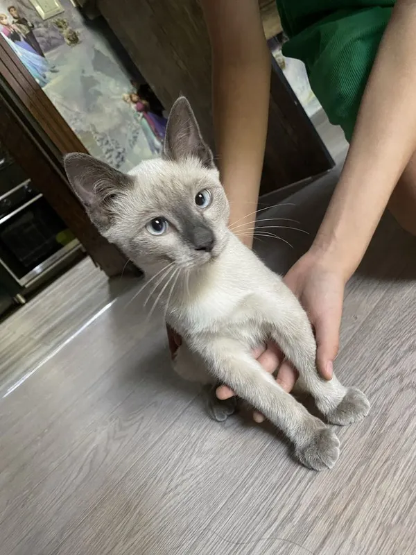 Продам сиамского котенка 3 Продам сиамского котенка 3