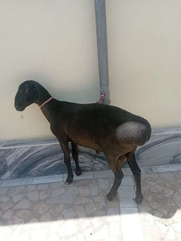 2 yoshar qo’chqor sotiladi 3 2 yoshar qo’chqor sotiladi 3