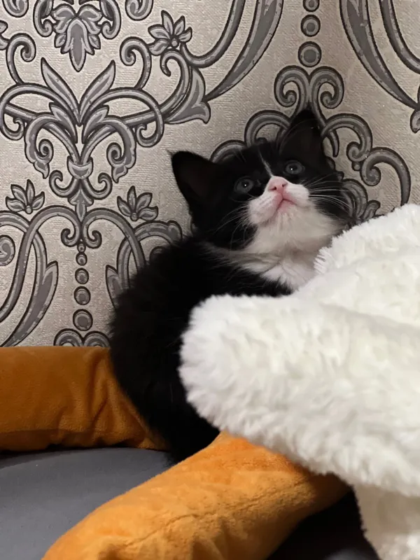 Котенок 1 месяц. — фото 2