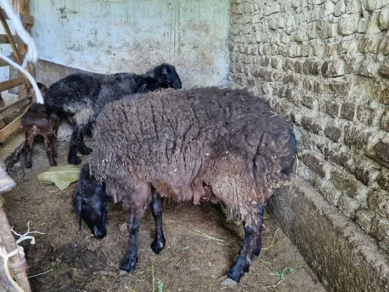 qurbonlikga soliq qoy 1 yosh boyi baland — фото 1