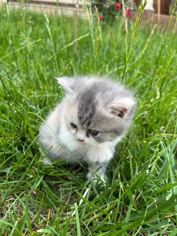 котята скотиш фолд — фото 5