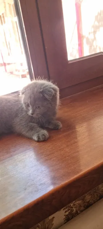 Котёнок продаётся — фото 1