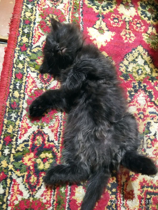 отдам бесплатно котят — фото 1