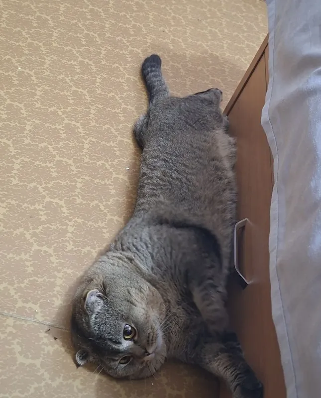 Продаётся кот. Коту 3 года 4