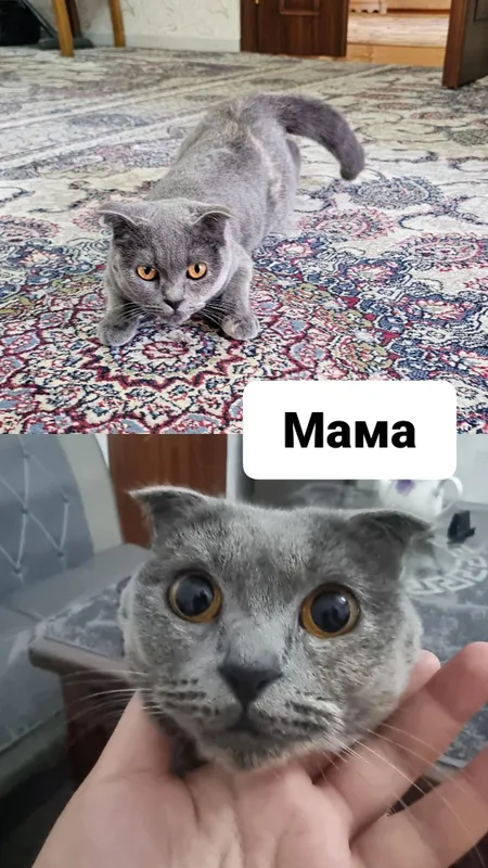 Котята под бронь — фото 8