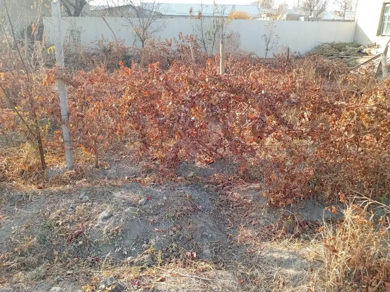 Узум кучатлари тойфи — фото 5