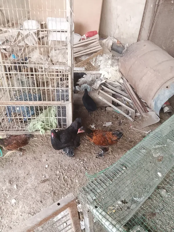 Turli turdagi tovuq va xoʻrozlar sotiladi — фото 3