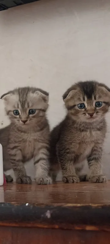 продаются котяки скотиш фолд один месяц им . 1 продаются котяки скотиш фолд один месяц им . 1
