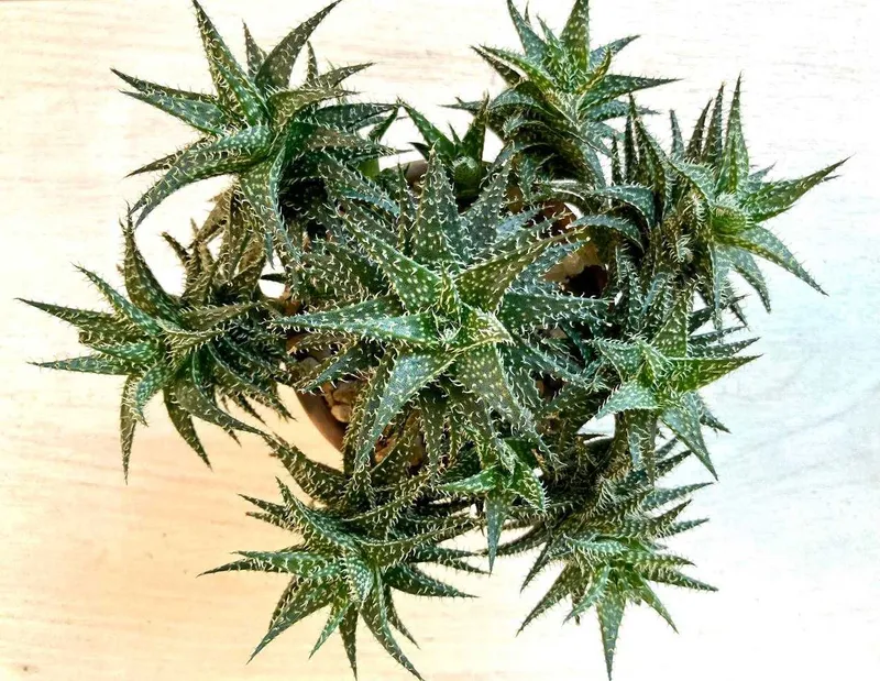 Сортовой гибрид алое Descoingsii X Hawarthioides, суккулент