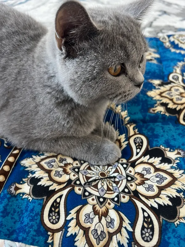 Шотландский страйт, котёнок 3