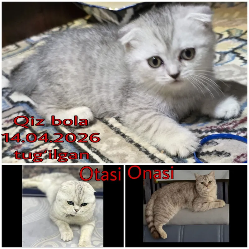 Скоттиш фолд, Скоттиш страйт 3 Скоттиш фолд, Скоттиш страйт 3