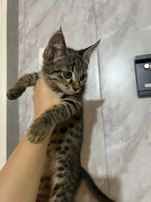 Котята ищут свой дом 5 Котята ищут свой дом 5