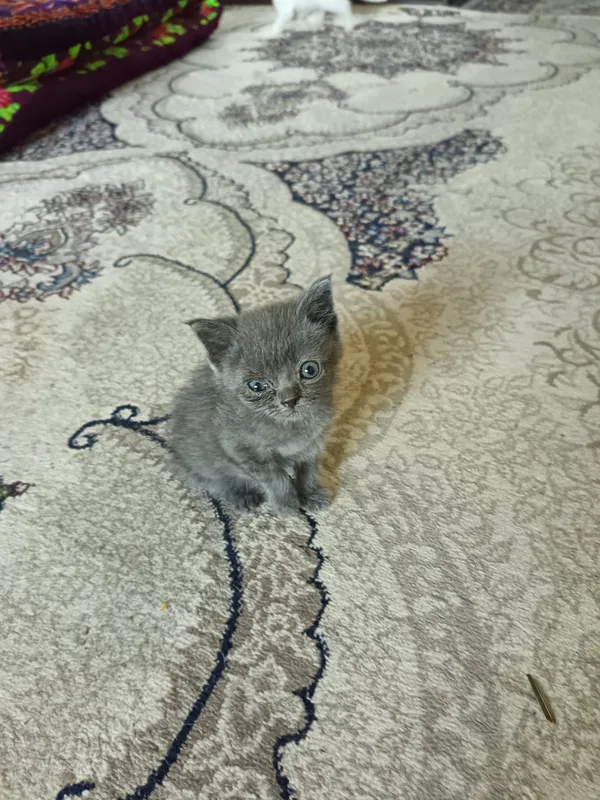 Скотш страйт хамда скотш фолд мушукчалар бор 2 ойлик — фото 3