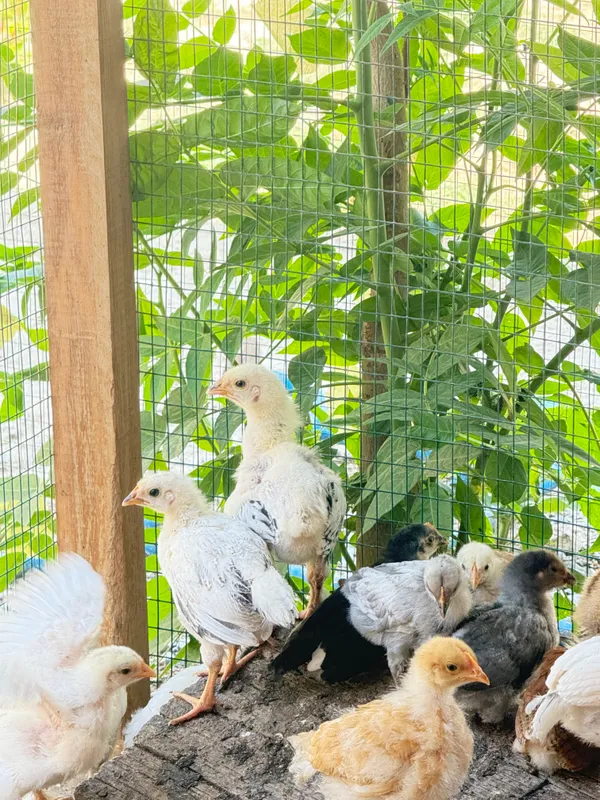 Andijon qora tovuq jòjalari va brama jòjalari — фото 3