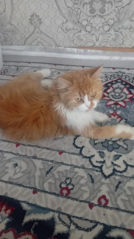 yaxshi uyda boqilgan damashni erkak — фото 1