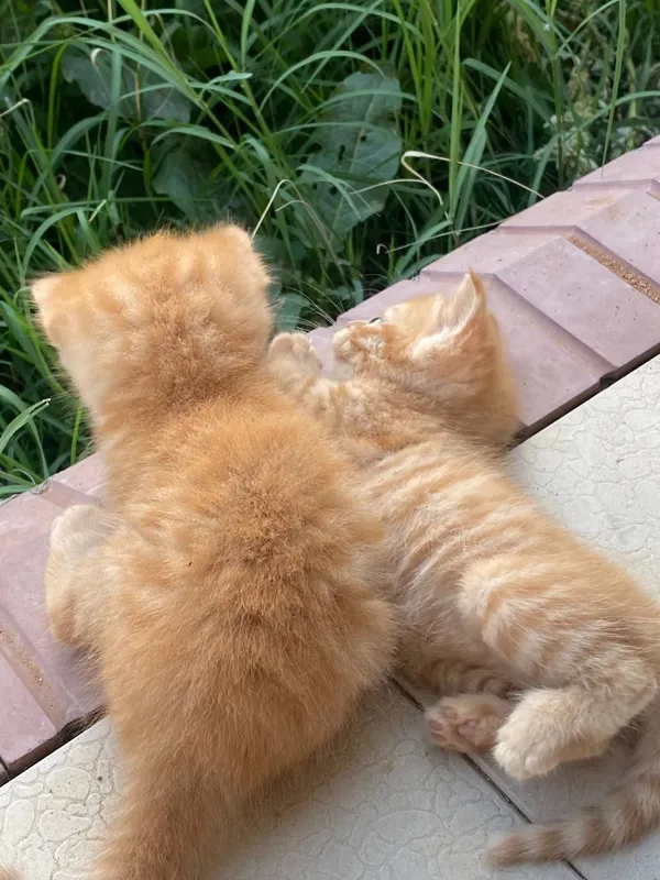 кошка 3 кошка 3