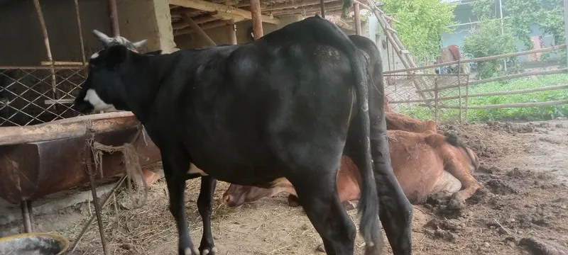 Sogʻlom mol kafolati bilan.. — фото 2