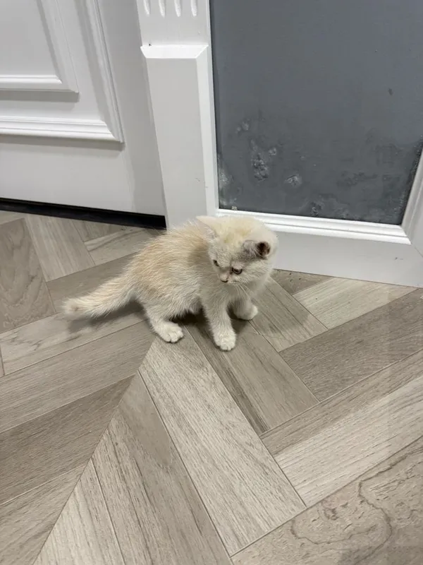 Котята золотые шиншилы 5 Котята золотые шиншилы 5