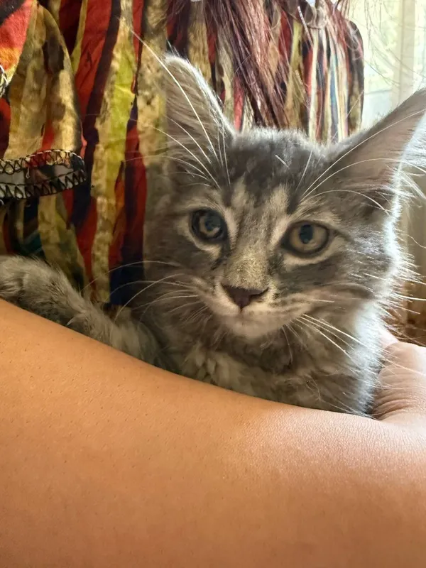 кошка 3