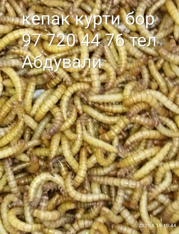 Куртхор кушлар беданалар учун протеинга бой озука кепак курти — фото 1