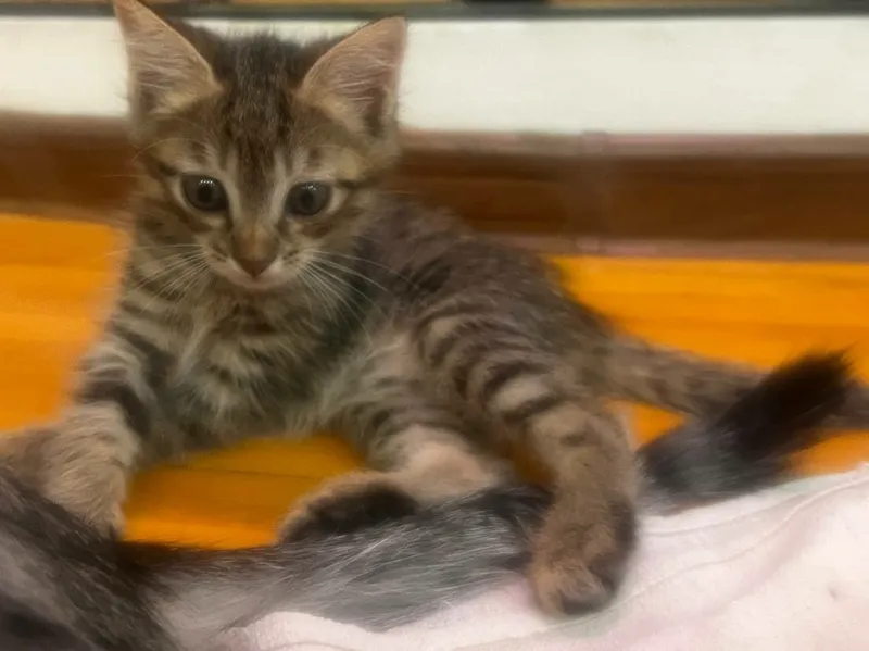 Отдам котят в добрые руки 2 Отдам котят в добрые руки 2