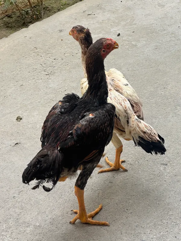 jangari kulagi bolalari
