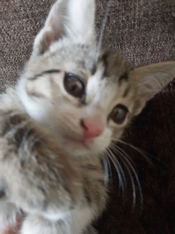 2 oylik mushukchalar sotiladi. Продаются котенки 2 месячные. — фото 5