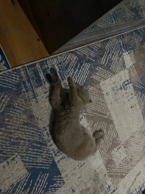 Кошка скотиш фолд 5 Кошка скотиш фолд 5