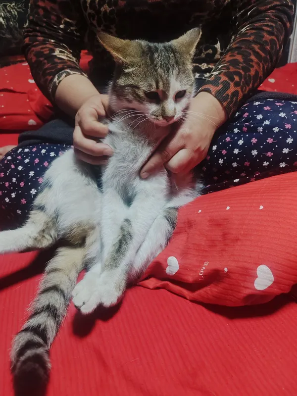 Uy mushugi. Ozoda va pok mushuk. Stressi bor odamlar uchun