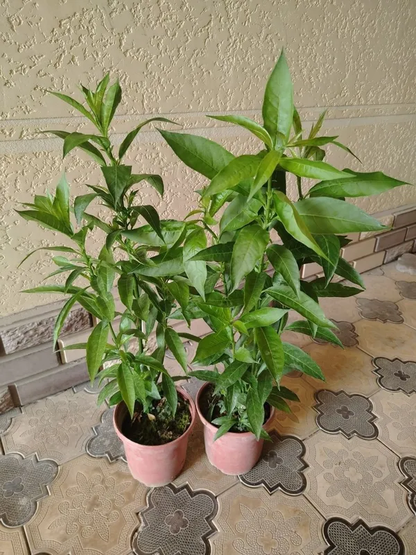 Комнатные цветы, растение, Honaki gullar — фото 5