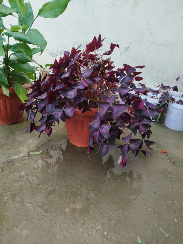 Продаётся цветок «Капалак» (Oxalis) 1 Продаётся цветок «Капалак» (Oxalis) 1