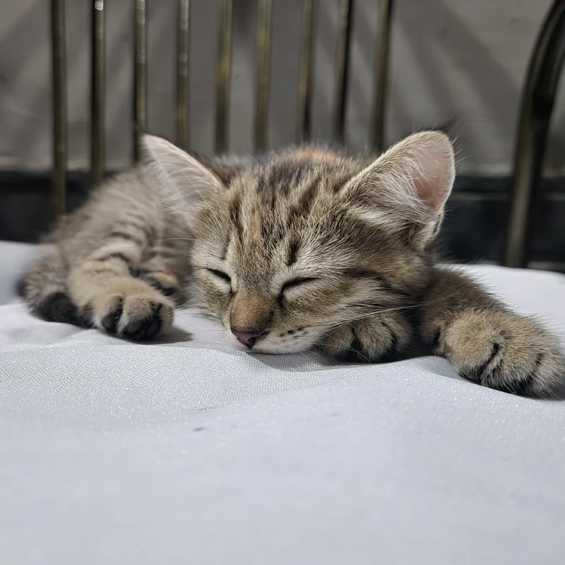 Котята 1 Котята 1