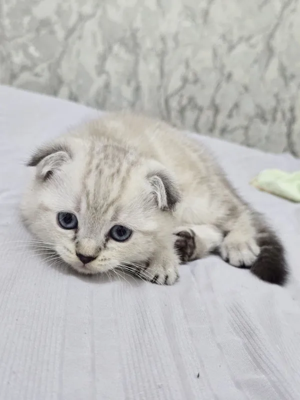Продаются породистые котята скотиш фолд котята 2 девочки и 2 мальчика — фото 4