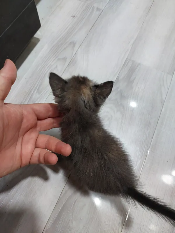 Отдаю кота очень хороший 6 Отдаю кота очень хороший 6