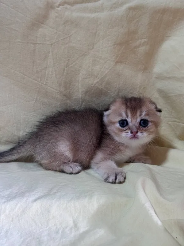 продаются котята — фото 2