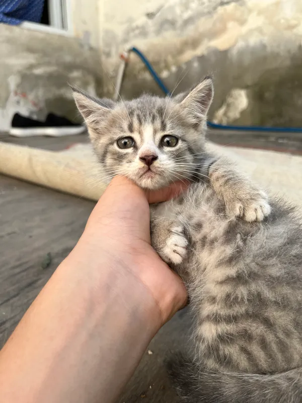 Плюшевый котенок в британском типе. Очень милый! 3