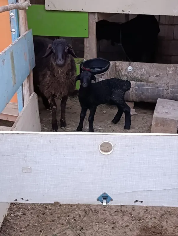 Ona bola qo'y va qo'chqor sotiladi